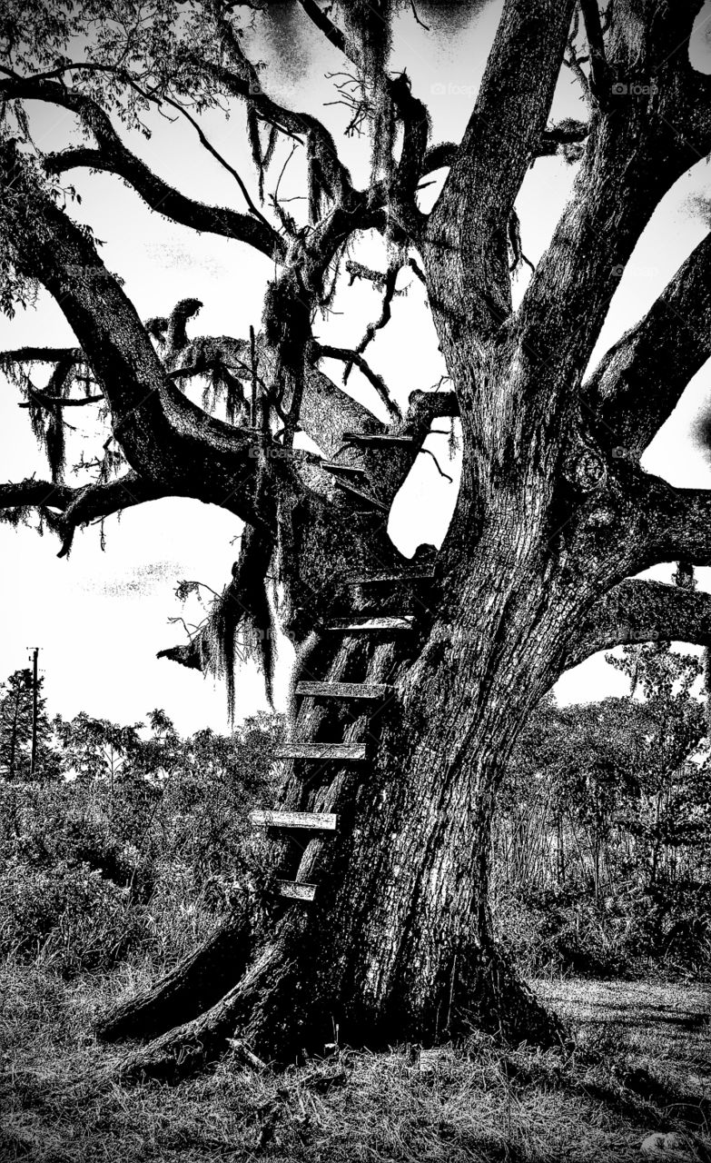 old oak tree in the south