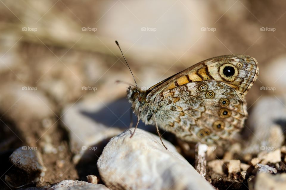 Butterfly on the stone