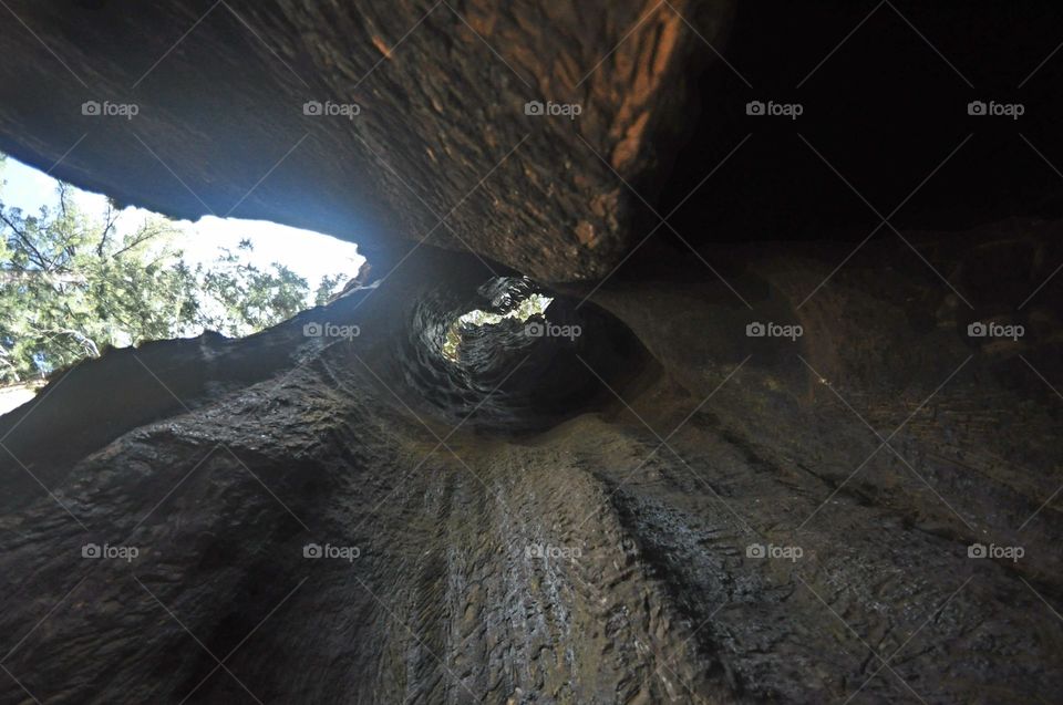 Tree cave