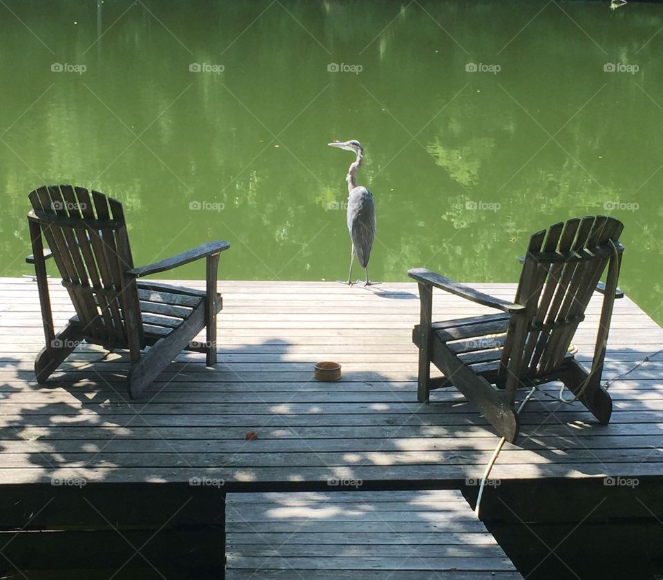 A blue heron standing on a dock, with chairs