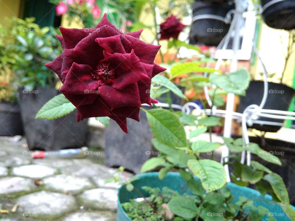 Flower, Rose, Garden, No Person, Nature