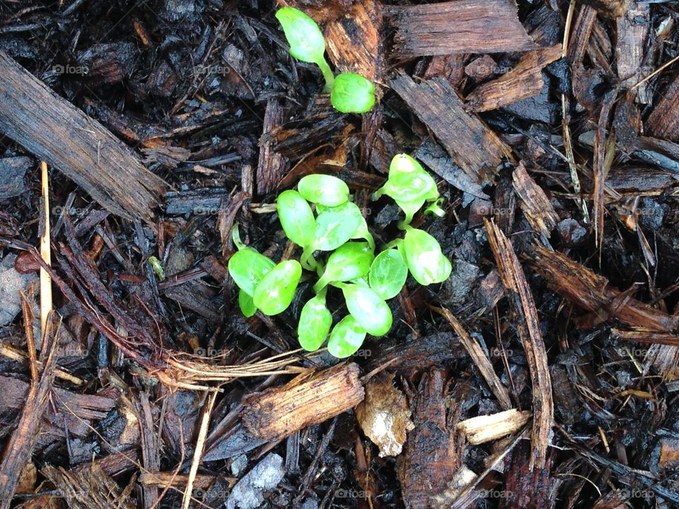 Seedlings

