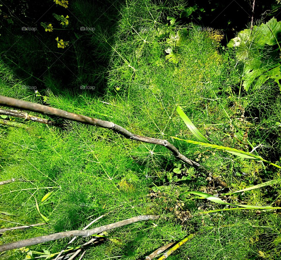 spiderweb-like grass