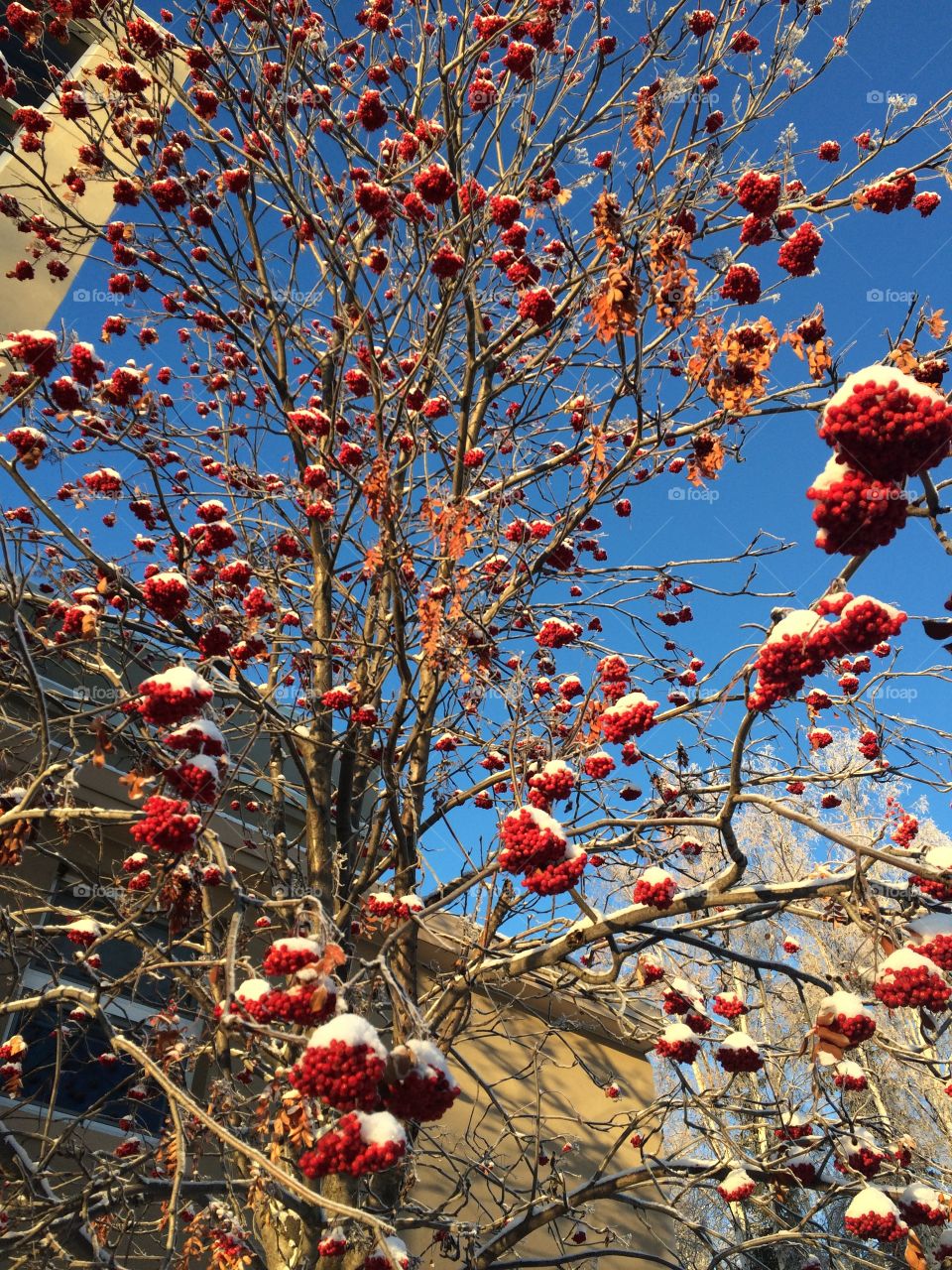 Snowed on berry tree