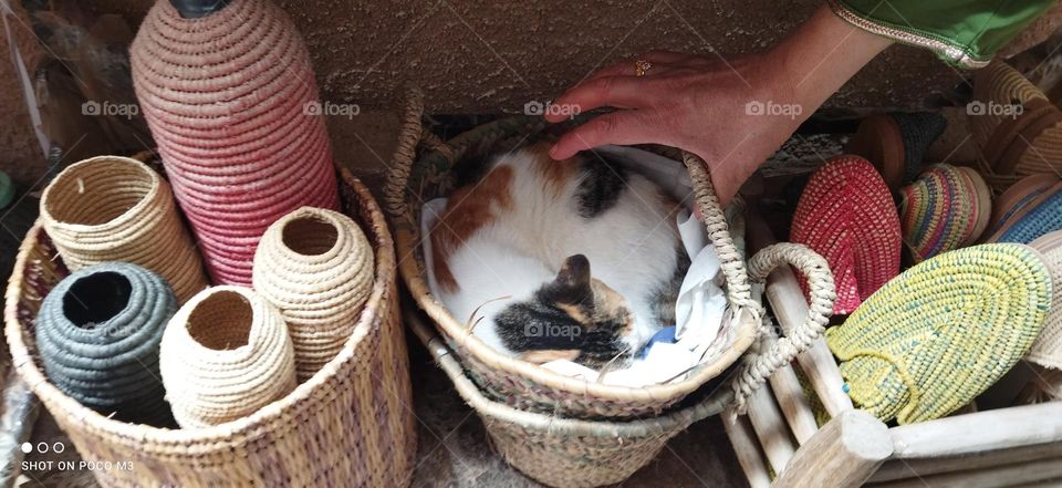 beautiful cat in the basket.