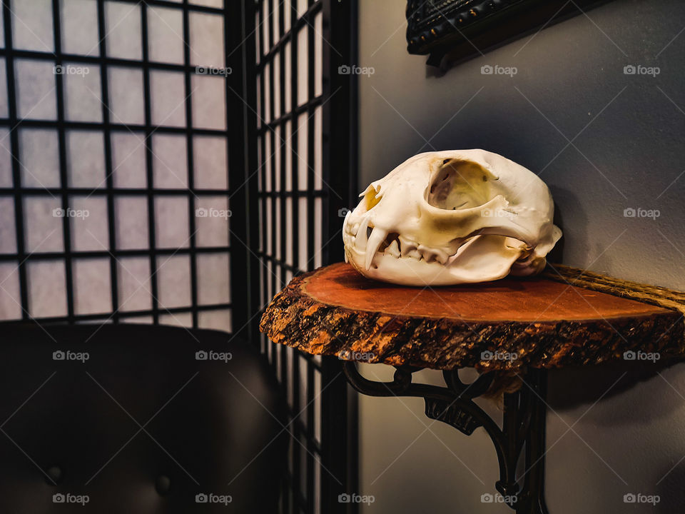 animal skull on a live edge wood shelf