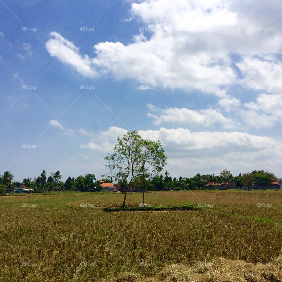 Tree in farm