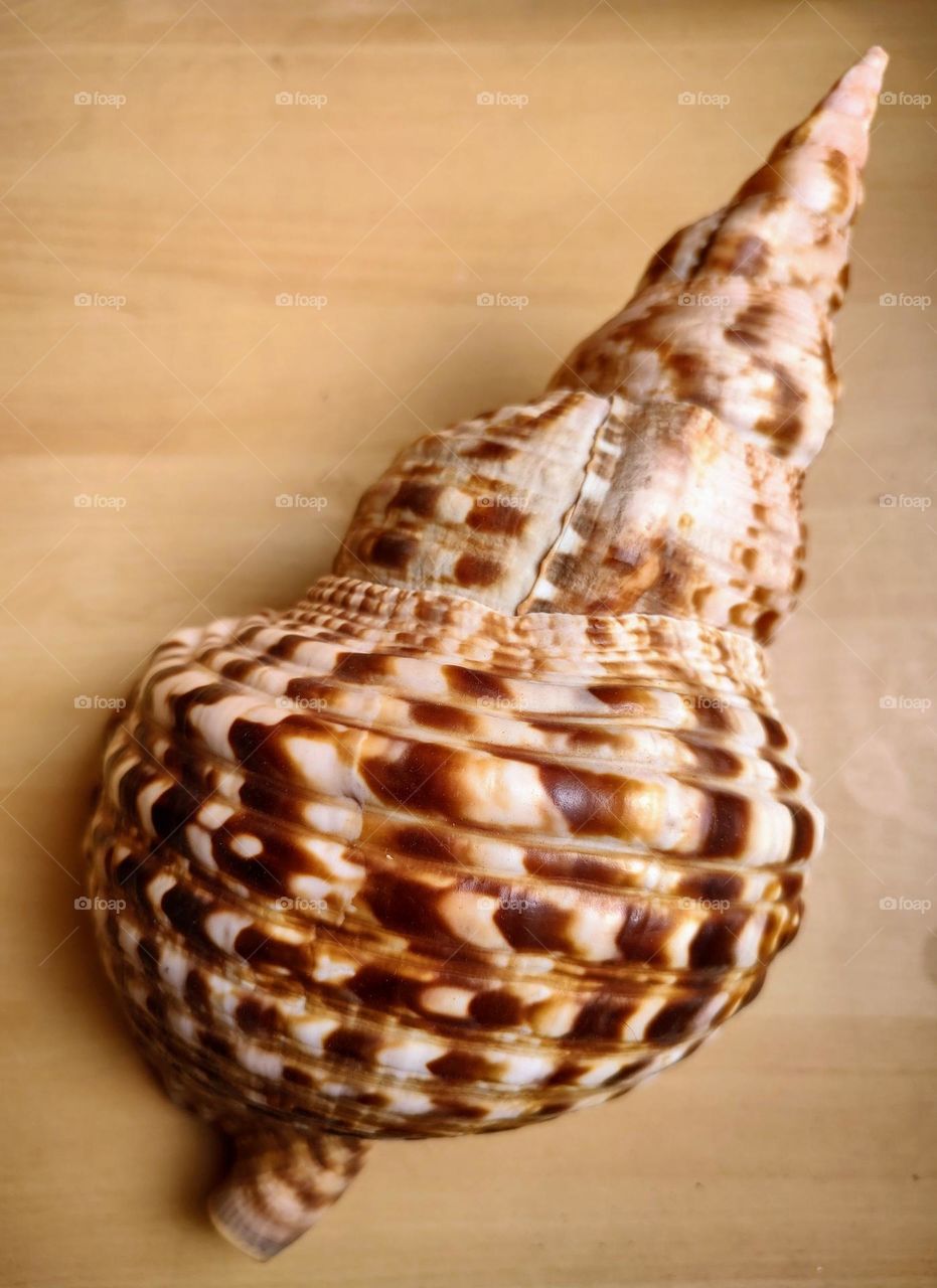 seashell