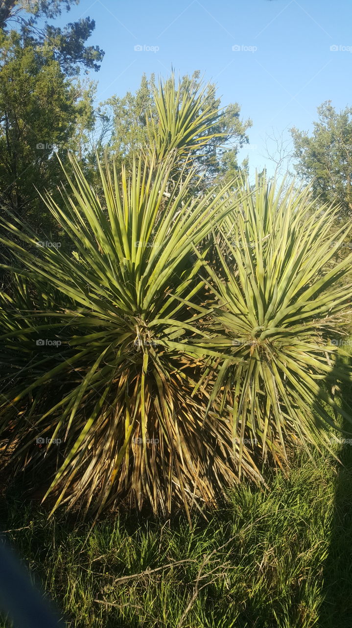 dagger plant