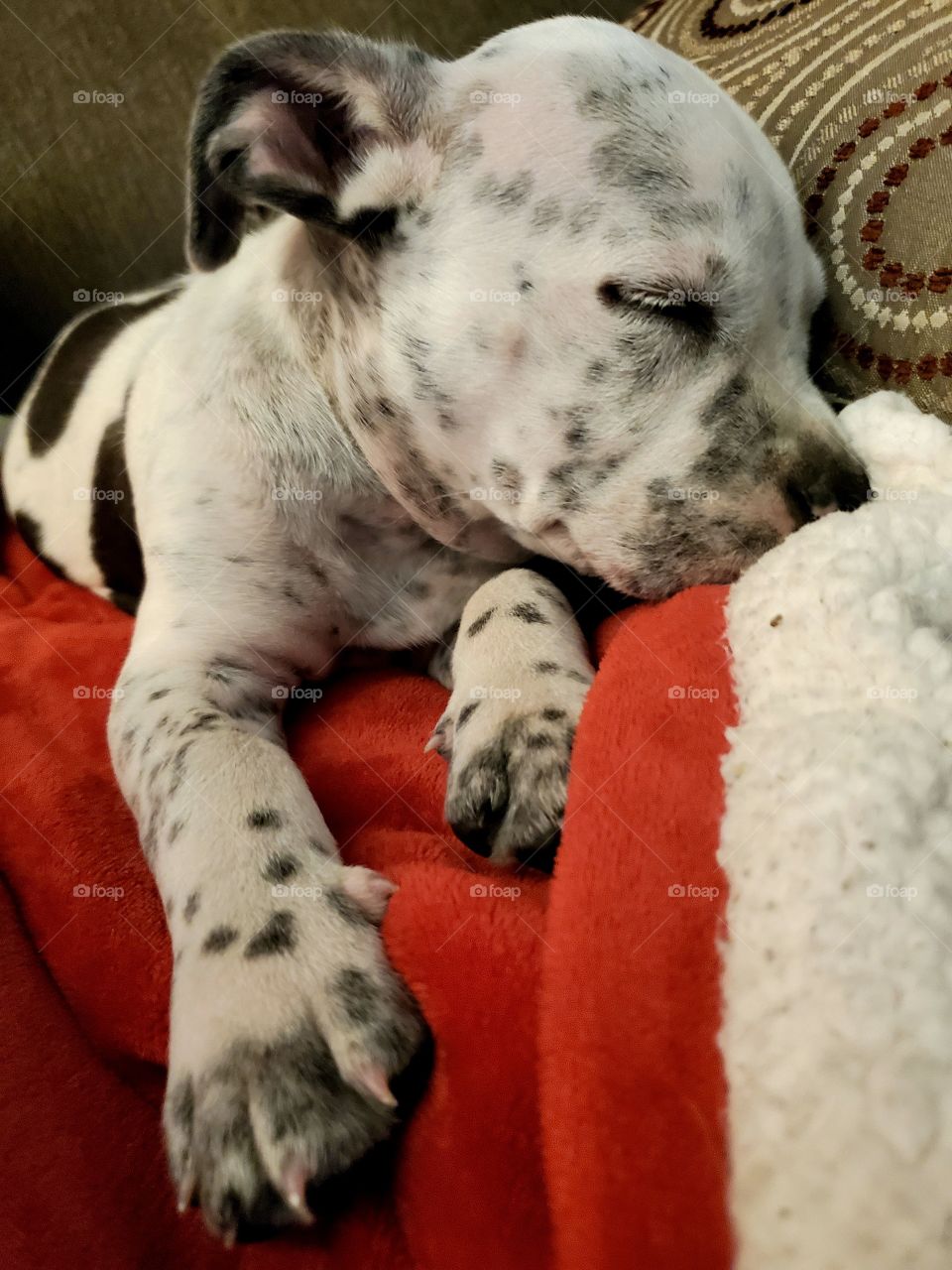 cute black and white spotted puppy sleeping