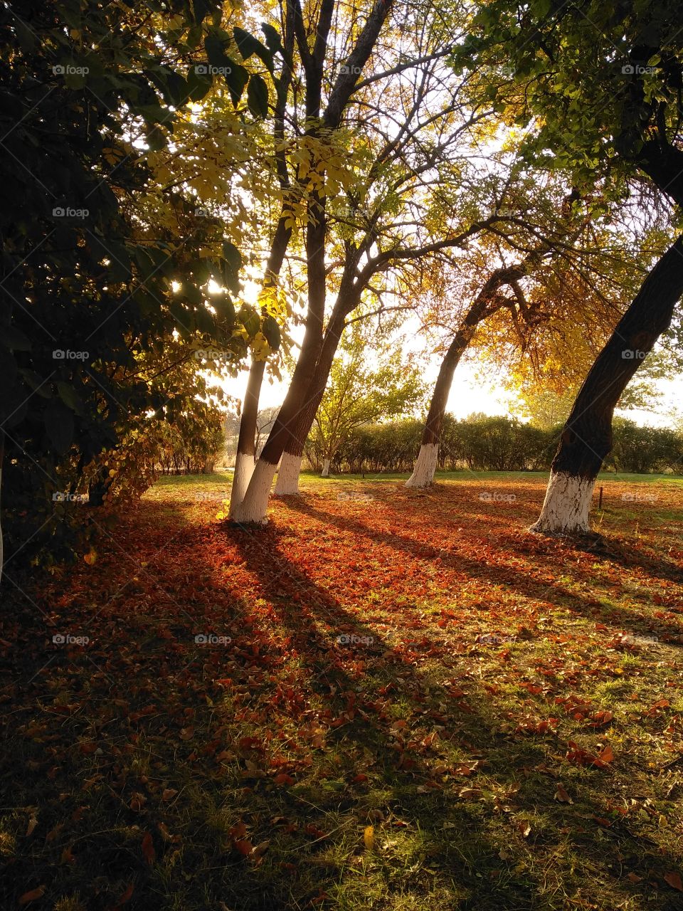 The Autumn forest