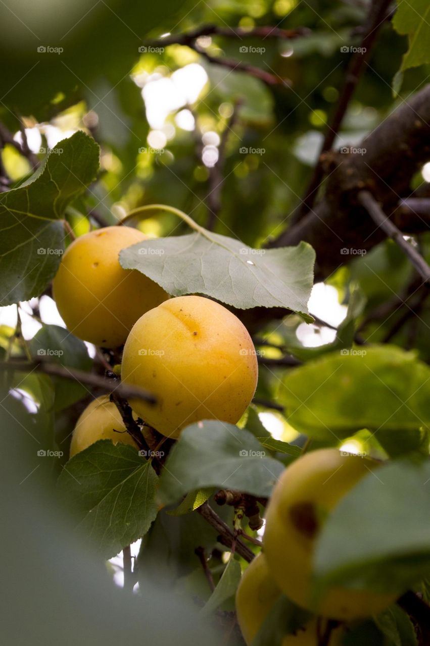 Ripe apricots