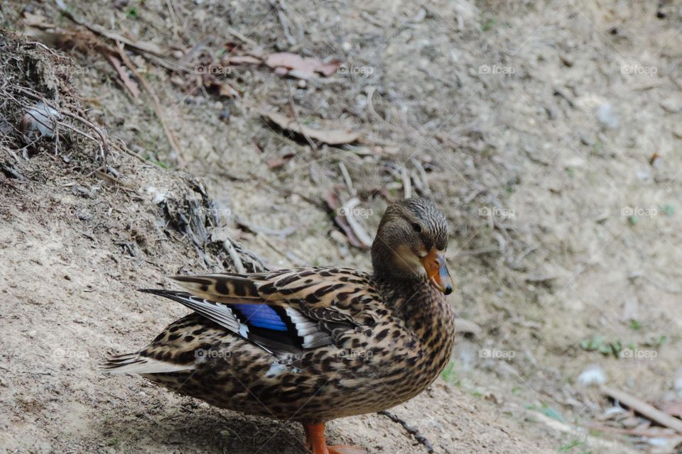 instagram: @oscontosqueasfolhascontam