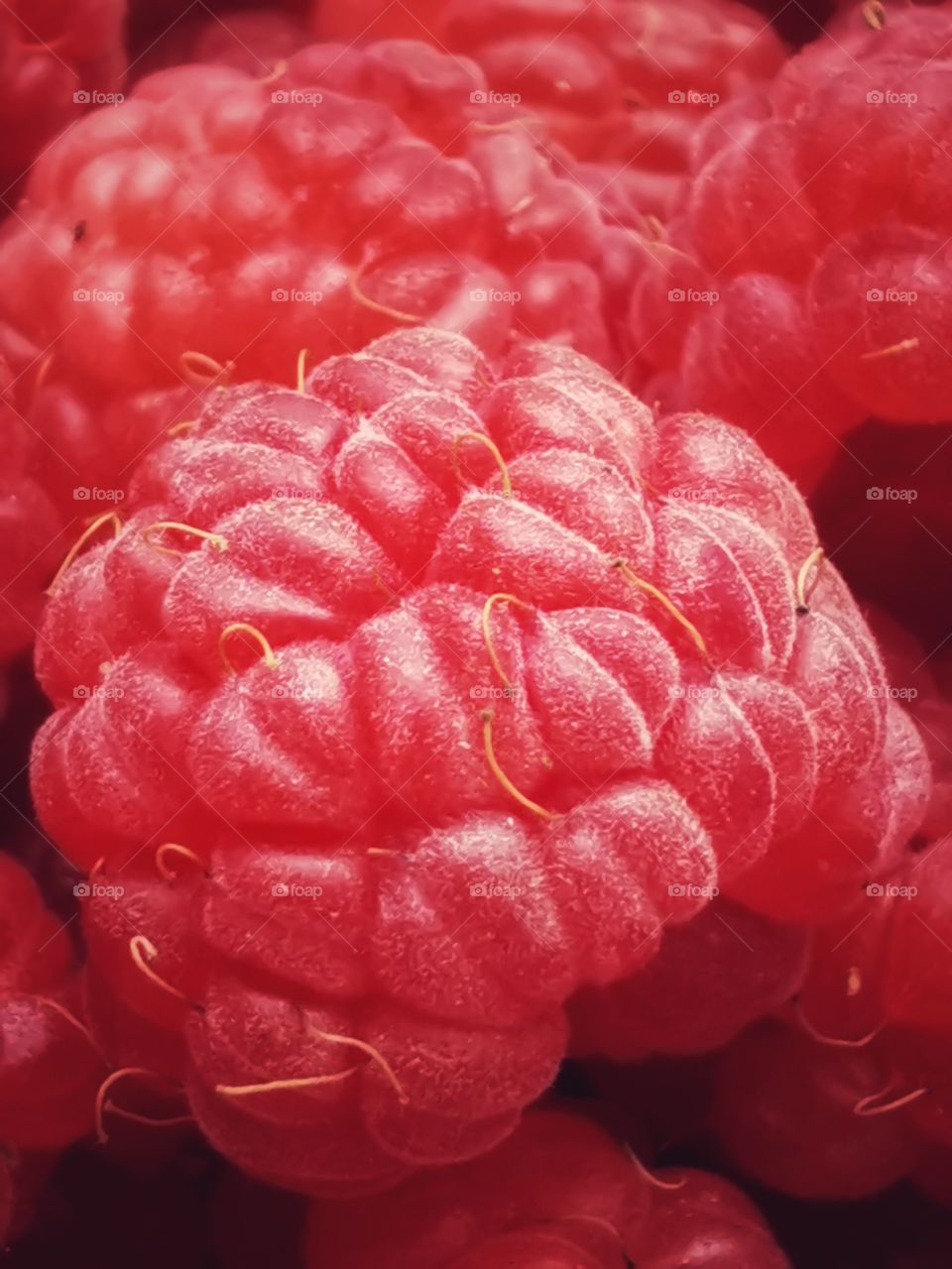 Fromboise berry hand happy view bio fresh yummy healthy Red raspberry nature eco vegan juicy fruits