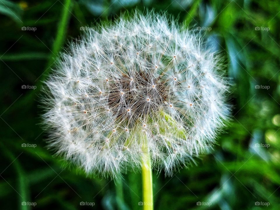 Nature is the greatest source of shapes. Even a simple, small and beautiful dandelion gives us an amazing example of an elipse, filled of details and beauty.