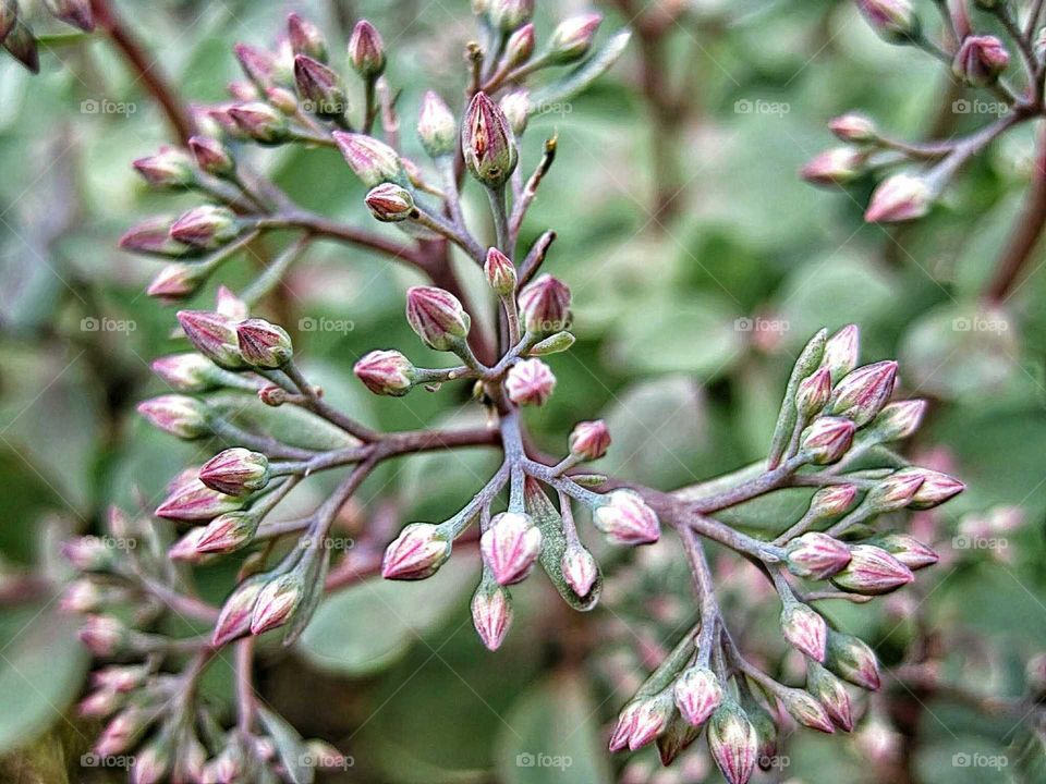 Branches with buds in spring