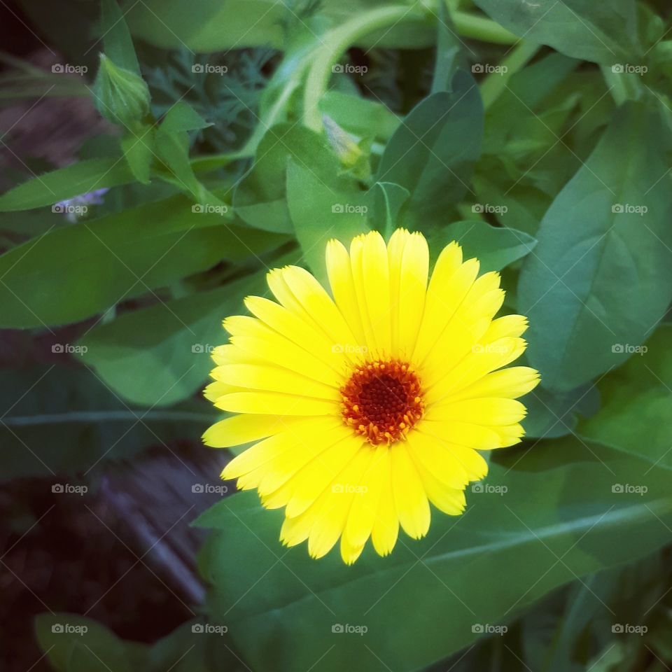 my yellow daisy