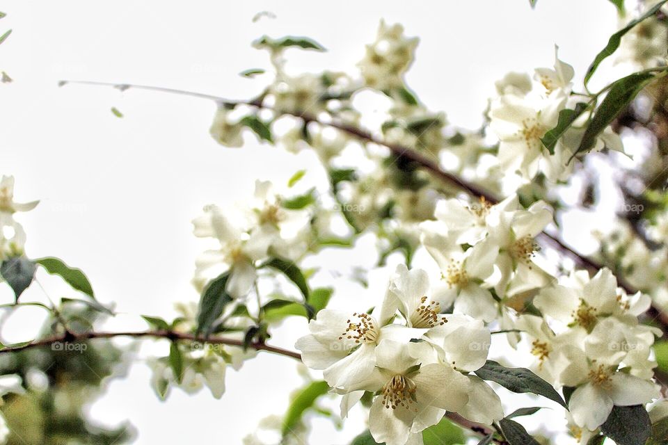 Spring flowers