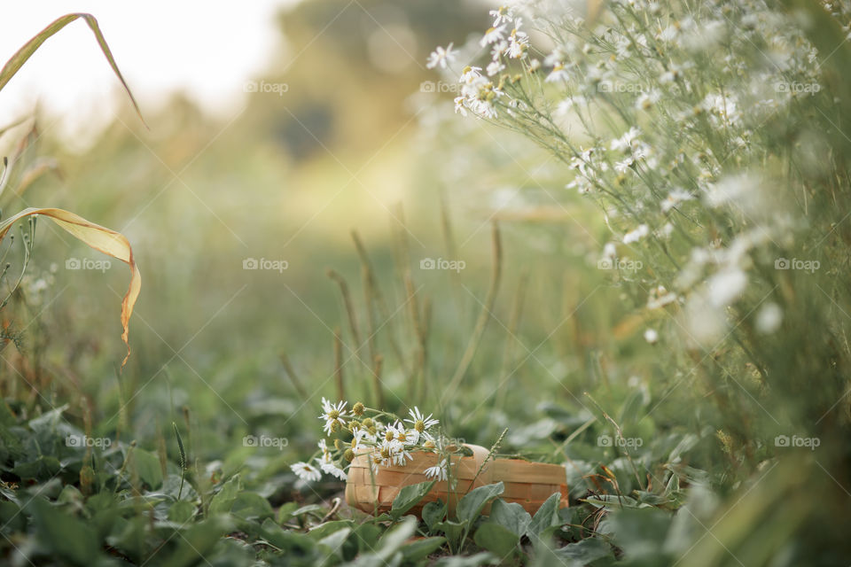 Daisies in a basket in a field