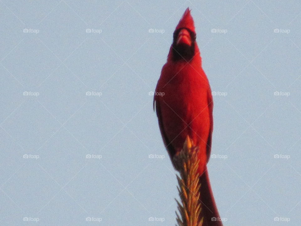 Cardinal