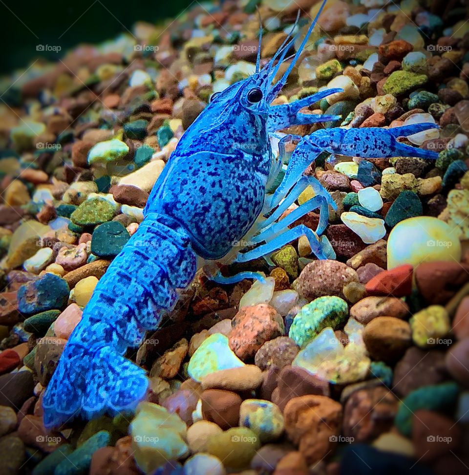 Electric blue crayfish—taken in Hammond, Indiana 