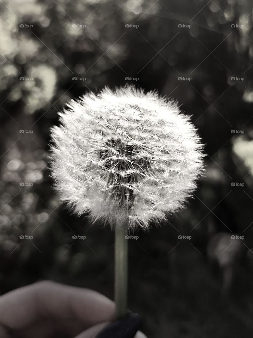 A dandelion in the autumn / Macro shot of a dandelion captured in black and white / Macro photography of plants