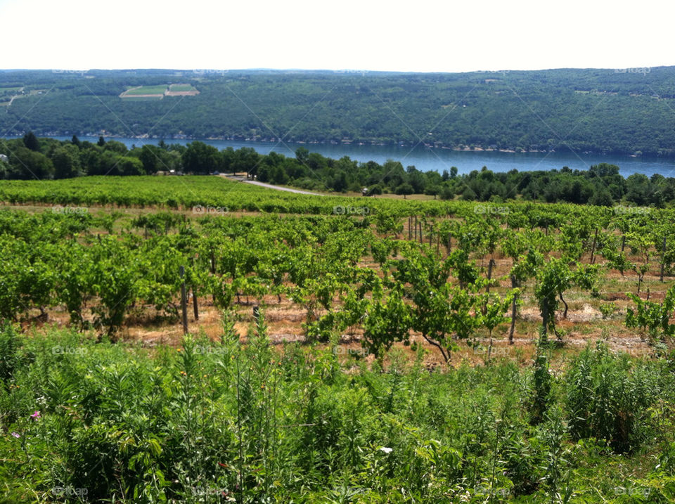 landscape sky vineyard nature by ren410