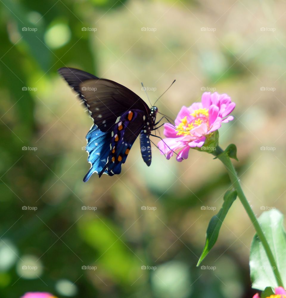Black and blue swallowtail on light pink zinnia