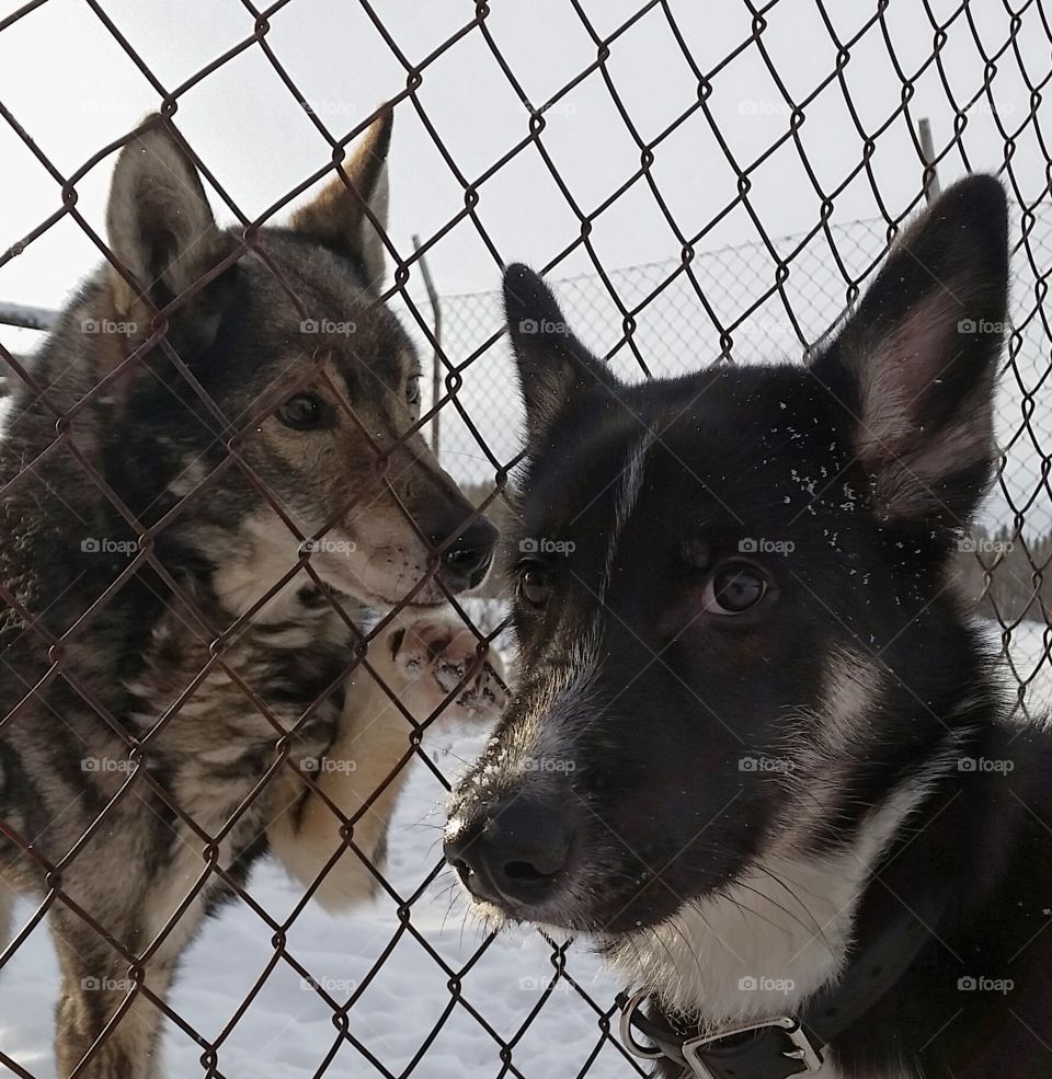 Puppy friends