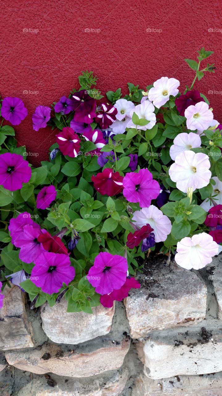 Decorative purple rose and lavender petunias