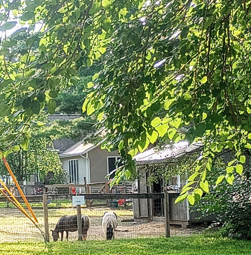 Miniature Horses in Corral