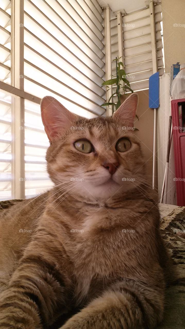 funny cat. sweet cat