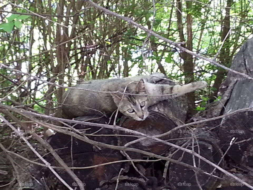 Found Out. A cat realizes that she is being photographed.