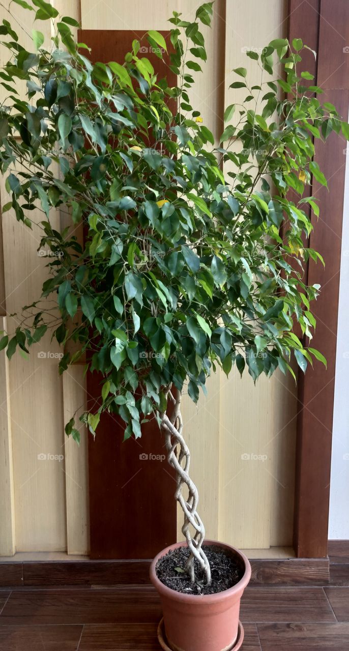 Furan aldayaa Riyadh