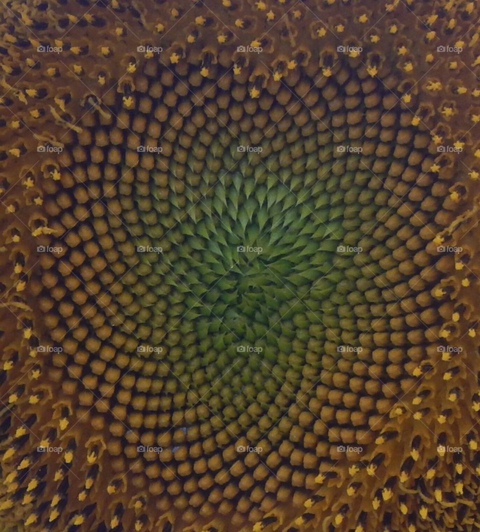 Center of a Sunflower