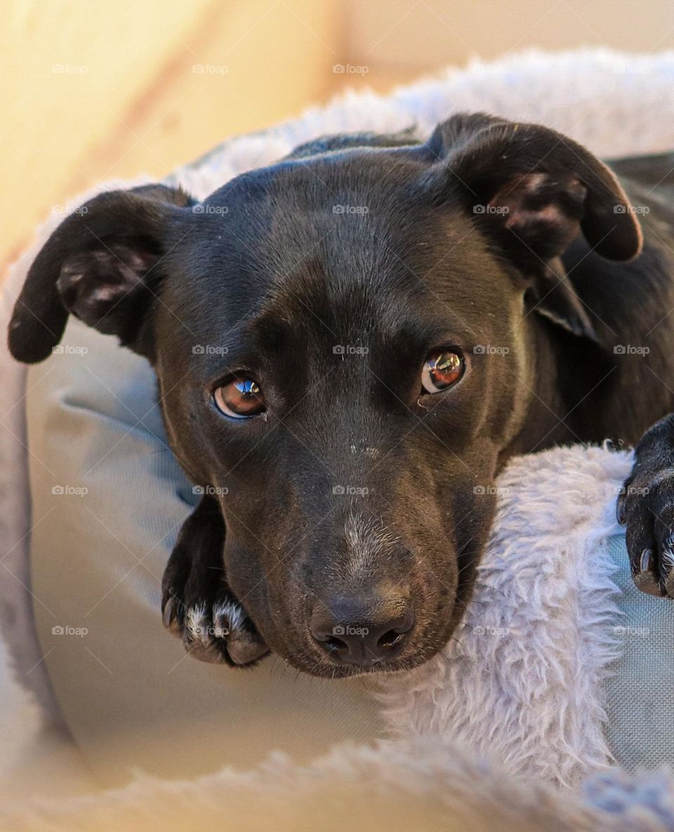 Labrador keeps an eye on you