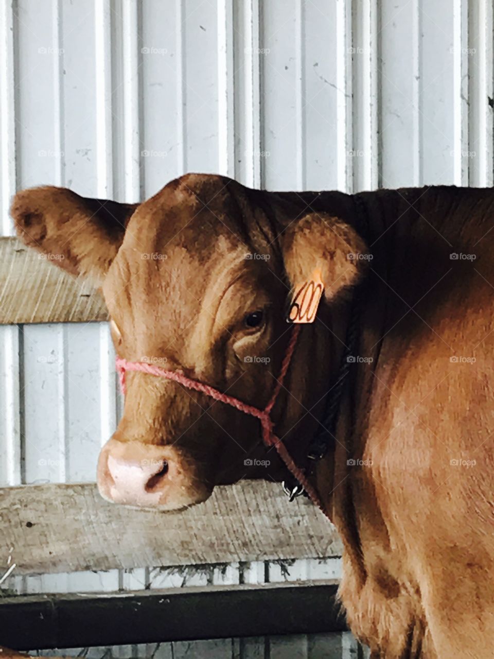 Cows at the fair 