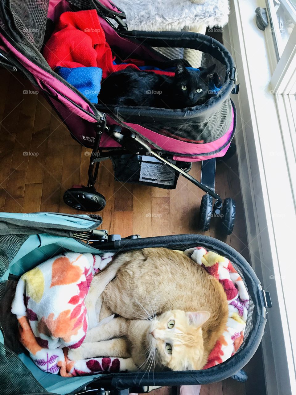 Adorable sweet little black and orange tabby cats sitting in their strollers watching the birds! 
