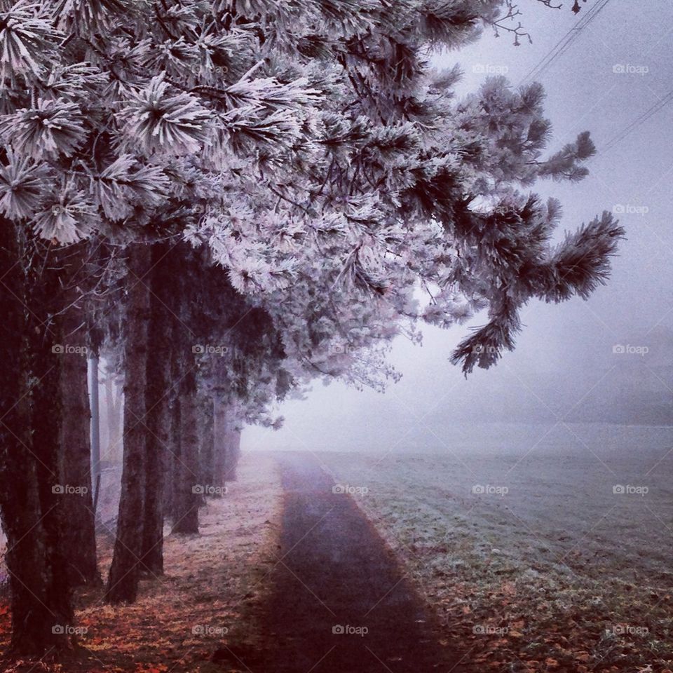 View of footpath in forest during foggy morning