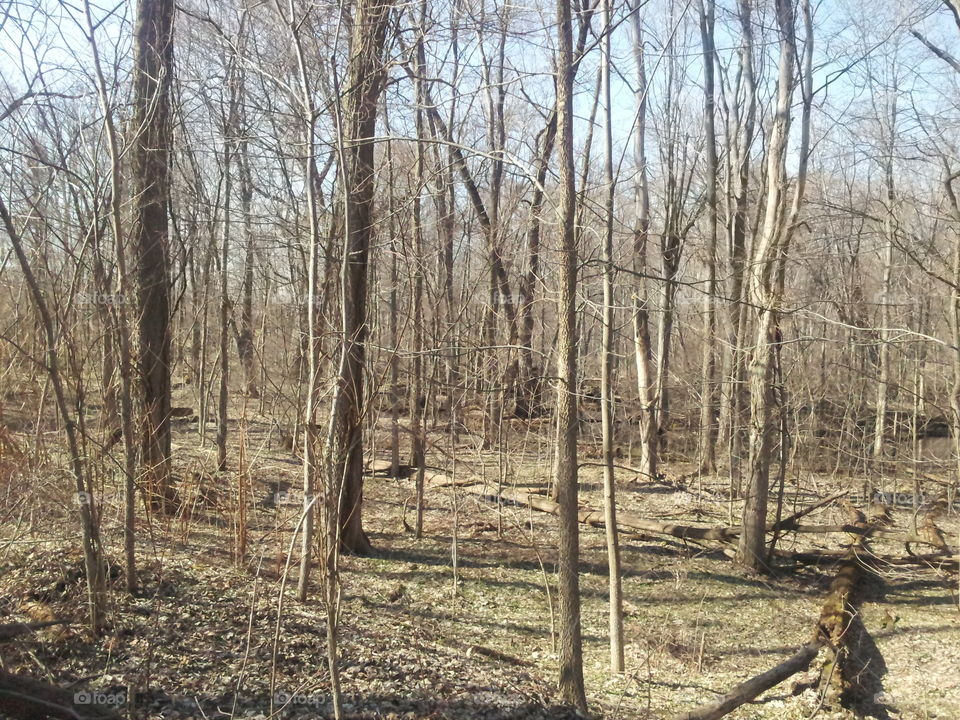spring woods. winter is over and leaves have not come out yet