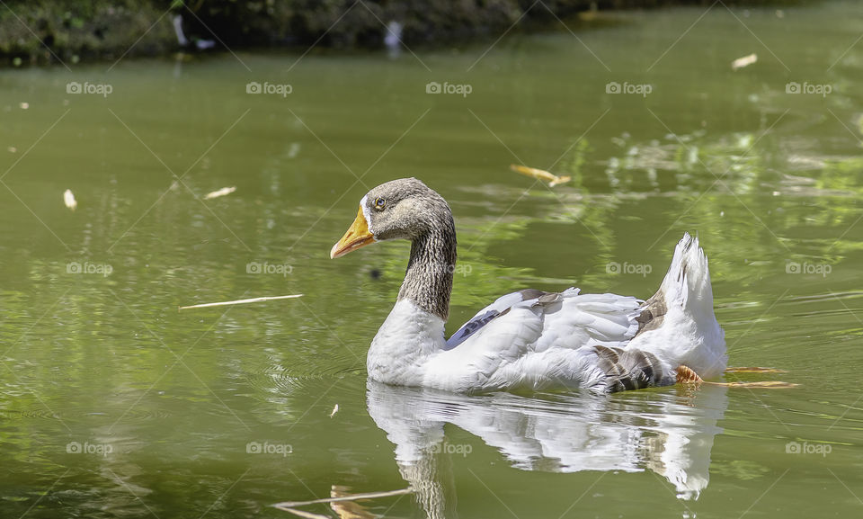 Duck swimming in a lake