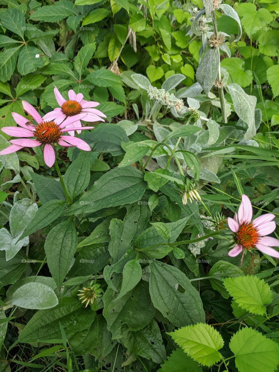 Beautiful Flowers🌸🌸🌸 Flowers are the wonderful gift to nature that attracts most of the eyes 🌸🌸😅