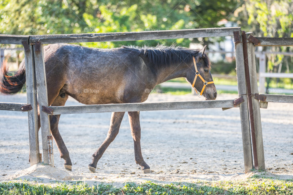 Horse, Mammal, No Person, Nature, Summer