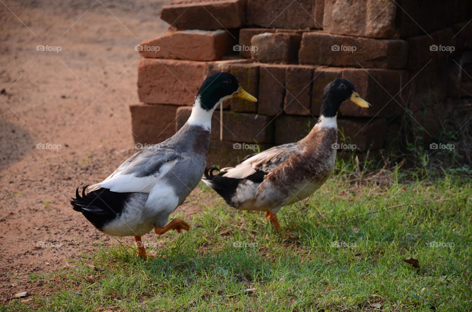 duck couple