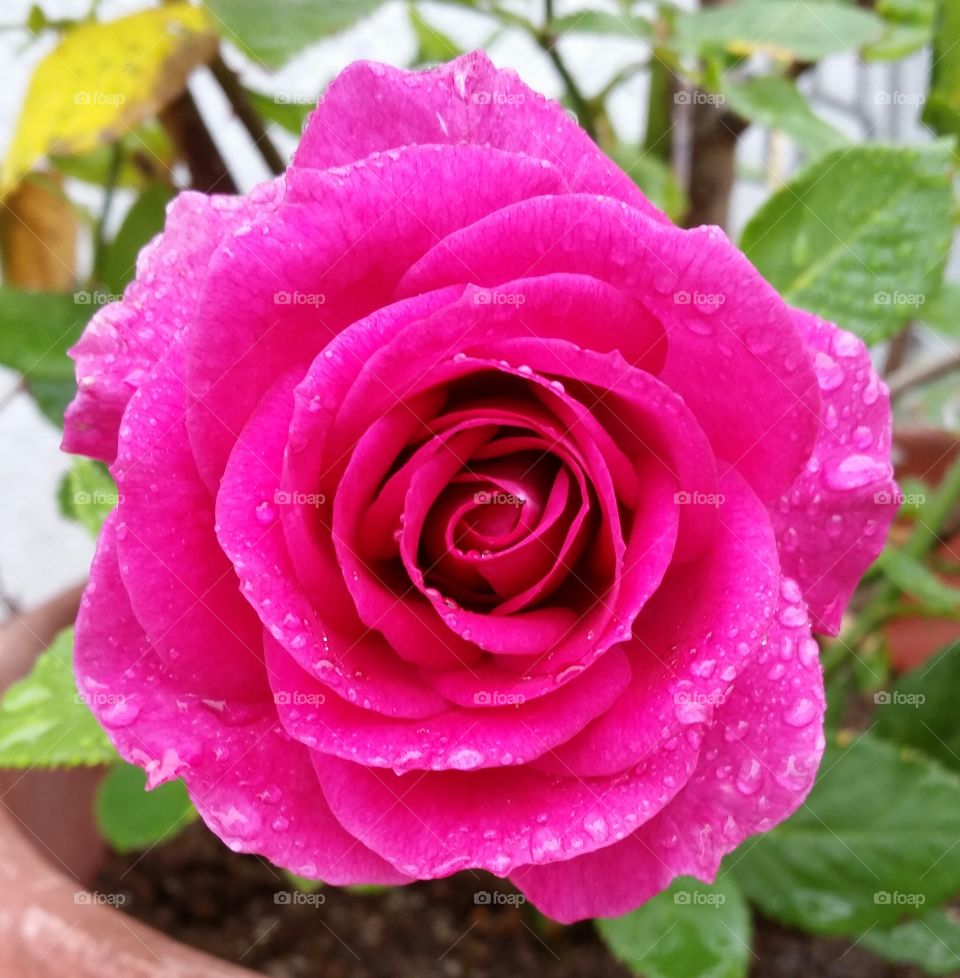 Rose Pink Full Bloom