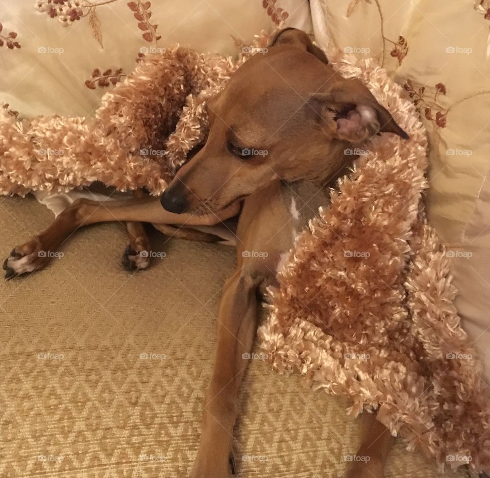 Amber the Italian greyhound puppy relaxing laid on the sofa with a fluffy blanket