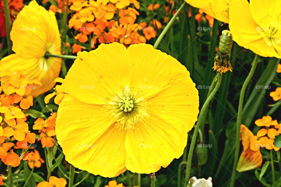 beautiful floral splendor