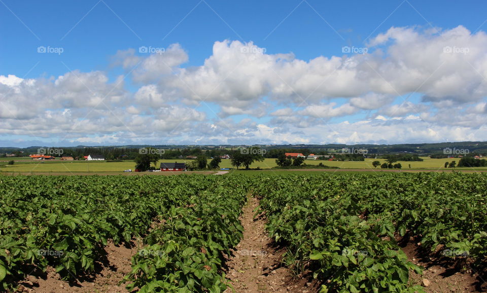 Agriculture in Skåne, Bjärehalvön, Sweden.