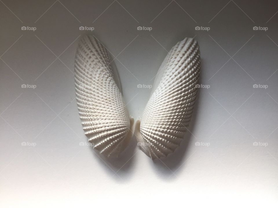 Angel wing seashells 