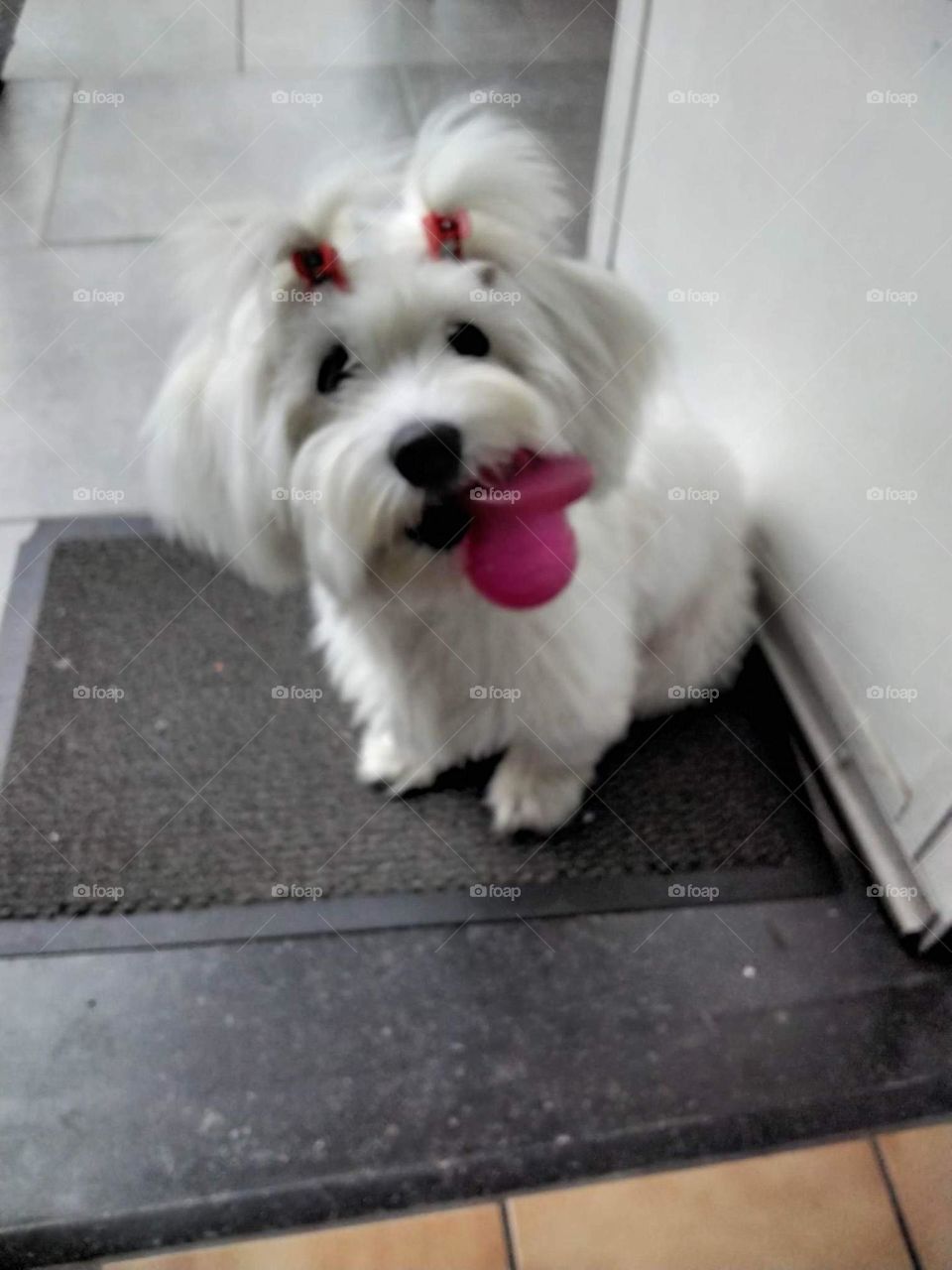 Bichon , maltese , white , hair , comics , dos , puppy